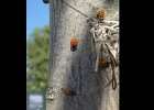 Marienkäfer.webp