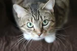 pexels-photo.webp