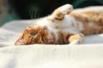 pexels-orhanbaysal-31363657.webp