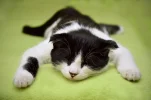 cat-2605502_1280.webp