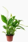 991r einblatt.webp