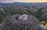 Kirchzarten_2025-08-05 05Uhr36-00 Socke-links_und_ElishaJo_im-Nest.webp