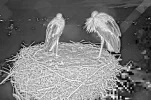 Kirchzarten_2025-08-07 05Uhr02 Ulla-und-Edgar-übernachten-erstmals-wieder zu-zweit-im-Nest.webp