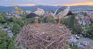 Kirchzarten_2025-08-07 06Uhr16-23 Ulla-und-Edgar-im-Nest_u_Frankie-fliegt-vorbei_bearb.webp