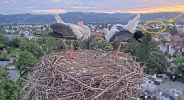 Kirchzarten_2025-08-07 06Uhr16-26-2 Ulla-und-Edgar-im-Nest_u_Frankie-fliegt-vorbei_bearb.webp