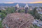 Kirchzarten_2025-08-07 06Uhr16-06 Ulla-und-Edgar-klappern_Frankie-kommt.webp