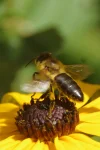 IMGP3886c1.webp