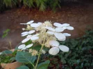 DSCN0159.webp