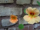 DSCN0204.webp