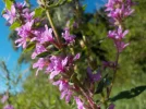 DSCN6854.webp