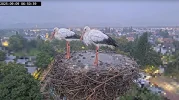 Kirchzarten_2025-09-09 06Uhr50-39 Ulla-und-Edgar-bei-Regen-im-Nest.webp