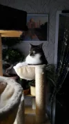 Zum Andenken an Felix, unseren Kater!