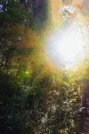 wald~3.webp