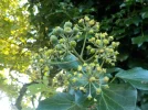DSCN6882.webp