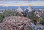 Kirchzarten_2025-10-01 18Uhr46-23- Ulla-und-Edgar-besuchen-ihr-Nest.webp