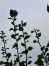 20251010_093255.webp