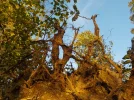 DSCN6893.webp