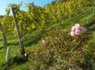 DSCN6903.webp