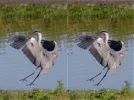 IMGP5358c_Reiher_Deconv.webp