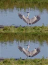 IMGP5359c_Reiher_Deconv.webp