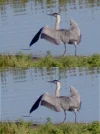 IMGP5360c_Reiher_Deconv.webp
