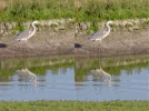 IMGP5397c_Reiher_Deconv.webp