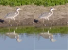 IMGP5400c_Reiher_Deconv.webp