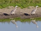 IMGP5406c_Reiher_Deconv.webp