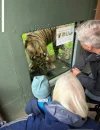tiger.webp tiger.webp