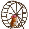 funny-hamster-cute-hamster.gif