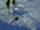 _IMGP8450c1.webp