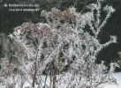 Eiskristalle wie Stacheldraht s.webp