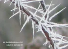 Eiskristalle wie Stacheldraht Zoom s.webp Eiskristalle wie Stacheldraht Zoom s.webp