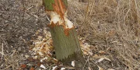 IMG_6068.webp