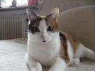 Tiggy.webp