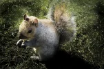 Grauhörn Hyde Park 1 (1 von 1)-3.webp