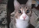1654148_818748344820719_914186958_nschielen.webp