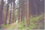 waldviertel 8.webp