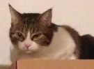 FullSizeRenderFG.webp