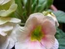 dscn3225.webp