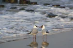 Usedom 14.04.-17.04.09 180.webp