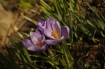 _DSC5165.webp