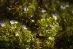 Blumen und Eidechse (1 von 2).webp