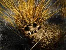 Blumen und Eidechse (1 von 1).webp