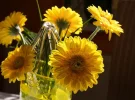 Gerbera 005 mit Wasserzeichen u.kleiner.webp