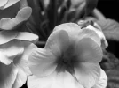 dscn3225.webp