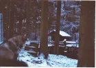 aska im wald.webp