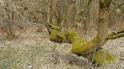 baum.webp