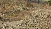 wildweg.webp