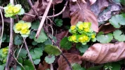 20150316_181917.webp